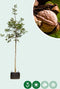 Gewone walnotenboom | Juglans regia 18-20 cm | Bomenbezorgd.nl