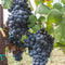 Plant in a Box - Vitis vinifera ‘Nero' - Druivenplant - ⌀21cm - Hoogte 60-75cm