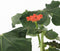 Plant in a Box - Jatropha Podagrica - Set van 2 - Bloeiende Tropische Kamerplanten - Pot 13cm - Hoogte 25-45cm