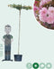 Japanse sierkers als dakboom 200-220 cm stamhoogte | Prunus serrulata 'Kanzan' 200-220 cm| Bomenbezorgd.nl