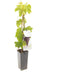 Vitis vinifera Heike - druivenstruik - rode pitloze druif - zoete vruchten - hoogte 60 cm - potmaat Ø11 cm