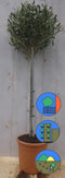Olijfboom 100 cm
