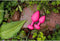 G-Vibe Gplug Butt Plug Small - Neon Roze