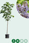 Anna Paulownaboom | Paulownia tomentosa | Bomenbezorgd.nl