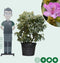 Rhododendron Catawbiense grandiflorum | Rhododendron 'Catawbiense grandiflorum' | Bomenbezorgd.nl