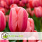 Plant in a Box - Tulipa Design Impression - Bloem bollen x20 - Tulp - Roze - Tulpen uit Holland