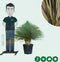 Gewone palmlelie Yucca rostrata h 90cm st. h 25cm