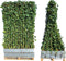 Hedge to Go - Ligustrum ovalifolium Haag