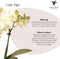 Gele Phalaenopsis orchidee - Mexico + Diabolo pot sand - potmaat Ø9cm -