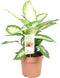 Goed & Groen - Combipakket - Sansevieria Laurentii en Zeylanica en Dieffenbachia Compacta en Camilla -↨ 60cm - Potmaat 17 - Kwaliteit Planten - Kamer Plant - Kamerplanten - Sfeer