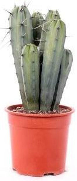 Cactus - 35 cm, Ø 17 cm