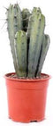 Cactus - 35 cm, Ø 17 cm