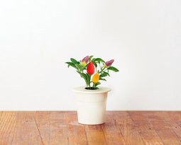 Chili Pepper Refill voor Smart Herb Garden (3-pack)