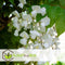 Plant in a Box - Wisteria floribunda 'Longissima Alba' - Japanse blauwe regen - Witbloeiende sierplant - Klimmer - Pot 15cm - Hoogte 60-70cm