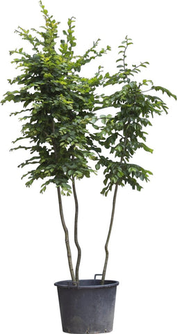 Haagbeuk meerstammig | Carpinus betulus | Bomenbezorgd.nl