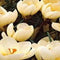 5 stuks - JUB - Crocus Cream Beauty 15 bollen