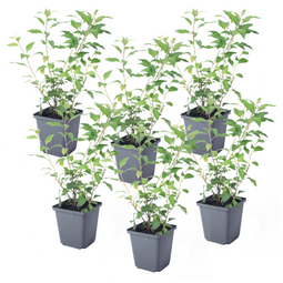 Solanum Rantonnetii 'Nachtschade' - 6 stuks - Struik - Pot 9 cm - Hoogte 25-40cm - Solanum Rantonnetii P9 x6