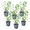 Solanum Rantonnetii 'Nachtschade' - 6 stuks - Struik - Pot 9 cm - Hoogte 25-40cm - Solanum Rantonnetii P9 x6