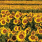 Customize it - Tuinschilderij zonneblmn veld 70x50