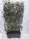 Hedge to Go - Elaeagnus ebbingei Haag