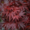 Japanse Esdoorn - Set van 4 - Acer 'Atropurpureum' - Hoogte 25-40cm - ⌀10,5cm - Acer palm. Atropurpureum P10,5 x4