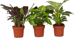 Plant in a Box - Home Mix - Mix van 3 - Philodendron, Syngonium & Ctenanthe - Makkelijk te verzorgen kamerplanten - Pot 12cm - Hoogte 25-40cm