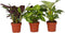 Plant in a Box - Home Mix - Mix van 3 - Philodendron, Syngonium & Ctenanthe - Makkelijk te verzorgen kamerplanten - Pot 12cm - Hoogte 25-40cm