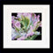 Thea Gouverneur - Borduurpakket met telpatroon - 494A - Voorgesorteerde DMC Garens - Tulp - Aida - 15 cm x 14 cm - DIY Kit