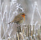 Customize it - Tuinschilderij roodb winter 130x70