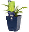 Griffioen - Polystichum set. 'Herrenhausen'