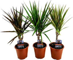 Plant in a Box - Dracaena Marginata - Mix van 3 - Drakenbloedboom - Groene kamerplant - Pot van 12cm - Hoogte 30-40cm