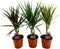 Plant in a Box - Dracaena Marginata - Mix van 3 - Drakenbloedboom - Groene kamerplant - Pot van 12cm - Hoogte 30-40cm
