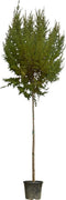Tamarisk | Tamarix tetrandra 6-8 cm | Bomenbezorgd.nl