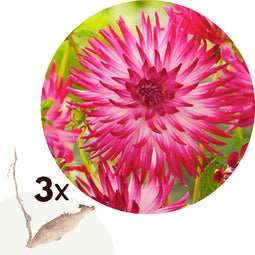Plant in a Box - Dahlia 'Dutch Explosion' - set van 3 - zomerbloeiers - dahliaknollen - tuinbloemen - Roze