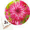 Plant in a Box - Dahlia 'Dutch Explosion' - set van 3 - zomerbloeiers - dahliaknollen - tuinbloemen - Roze