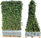 Photinia Fraseri 'Red Robin' - Glansmispel - Kant-en-Klaar Haag - 120 x 180 cm