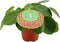Duo Pilea Peperomioides – ↨ 20 cm – ⌀ 12 cm
