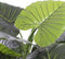 Mica Decorations Taro Kunstplant - H60 x Ø60 cm - Groen