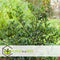 Plant in a Box - Ilex Alaska - Set van 2 - Groenblijvende tuinplant - kleur uw herfst- en wintertuin - Pot 17cm - Hoogte 25-35cm