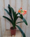 Sint-Jozefplant