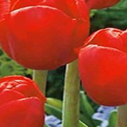 2 stuks - JUB - Tulipa Triumph rood 20 bollen