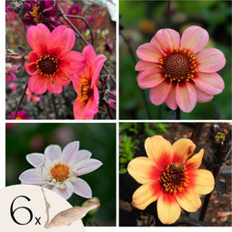 Plant in a Box - Dahlia - Dahliaknollen - Mix van 6 Dahlia Happy Single knollen - Kleurrijke Mix Dahlia Bloemen - Bloembollen
