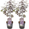 Plant in a Box - Japanse esdoorn 'Black Lace' - Set van 2 - Japanse esdoorn winterhard Limited Edition - Pot 19cm - Hoogte 60-70cm