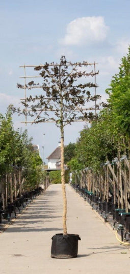 Rode leibeuk 180 cm | Fagus syl. 'Atropunicea' 10-14 cm 180 cm| Bomenbezorgd.nl