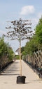 Rode leibeuk 180 cm | Fagus syl. 'Atropunicea' 10-14 cm 180 cm| Bomenbezorgd.nl