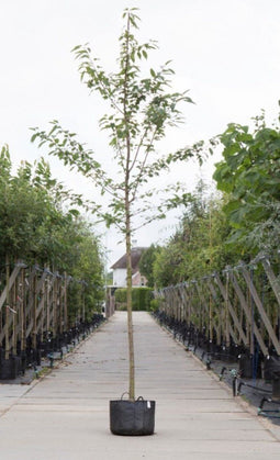 Dubbelbloemige sierkers | Prunus a. 'Plena' | Bomenbezorgd.nl