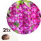 Plant in a Box - Gladiolus 'Glamini Kim' Mini-Gladiolus - Gladiool - set van 21 - Tuinbloemen - Paars - Volgroeid: 50 cm