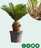 Vredespalm XXL Cyca revoluta h 100 cm st. h 35 cm