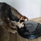 Automatische Hond Kattenbak - Automatische voerbak - Automatische voederautomaat - Instelbaar voedingsschema voor huisdier - Automatische Hondenbak -Automatische Kattenbak - 6 vaks - 24 Uurs TImer - Voor Droog en Nat Voer