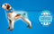 Aqua Coolkeeper collar - pacific blue - XXL